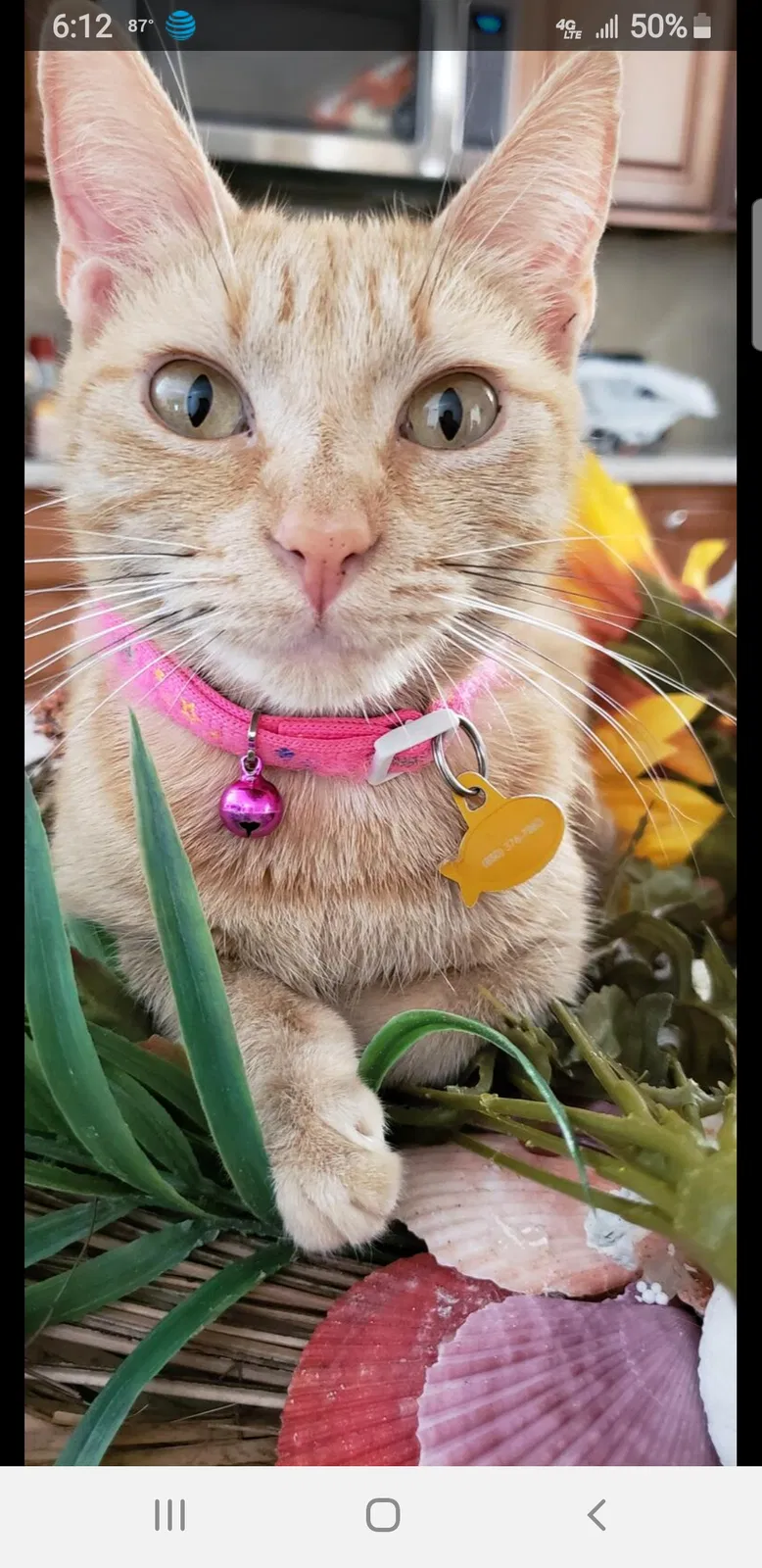 Lost cat in Santa Rosa Beach, FL, 32459