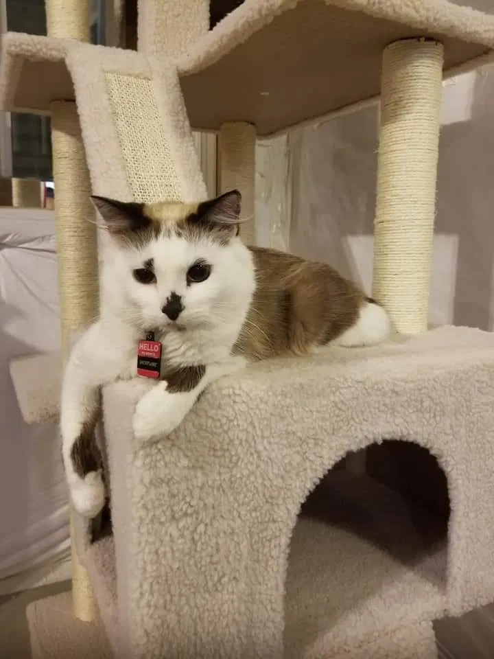 Lost cat in Berthoud, CO, 80513