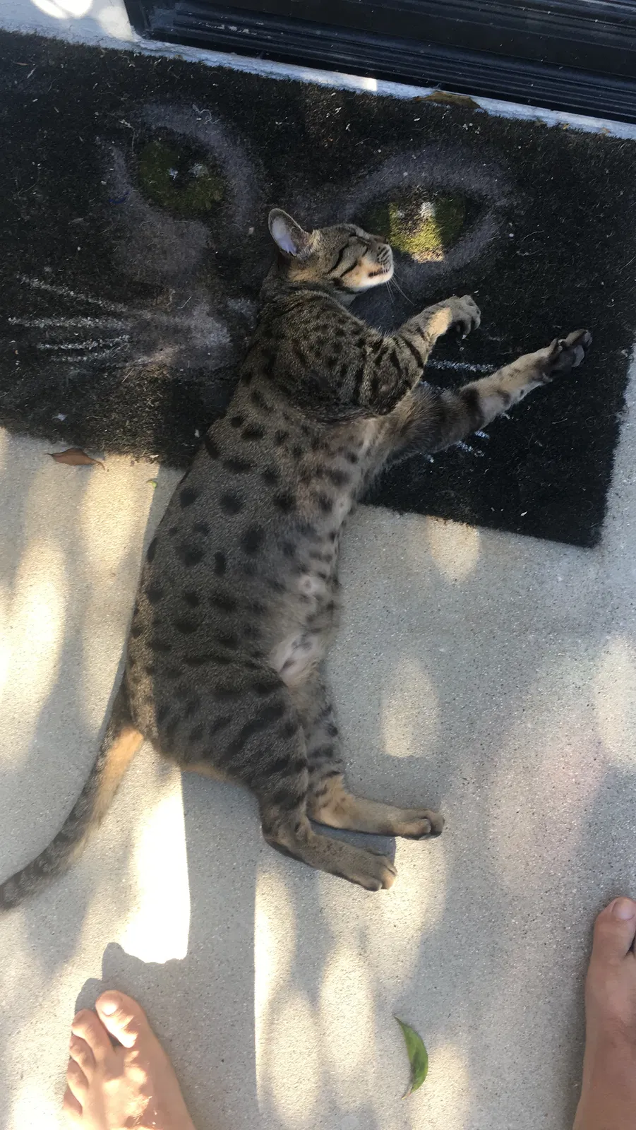 Lost cat in Palos Verdes Peninsula, CA, 90274