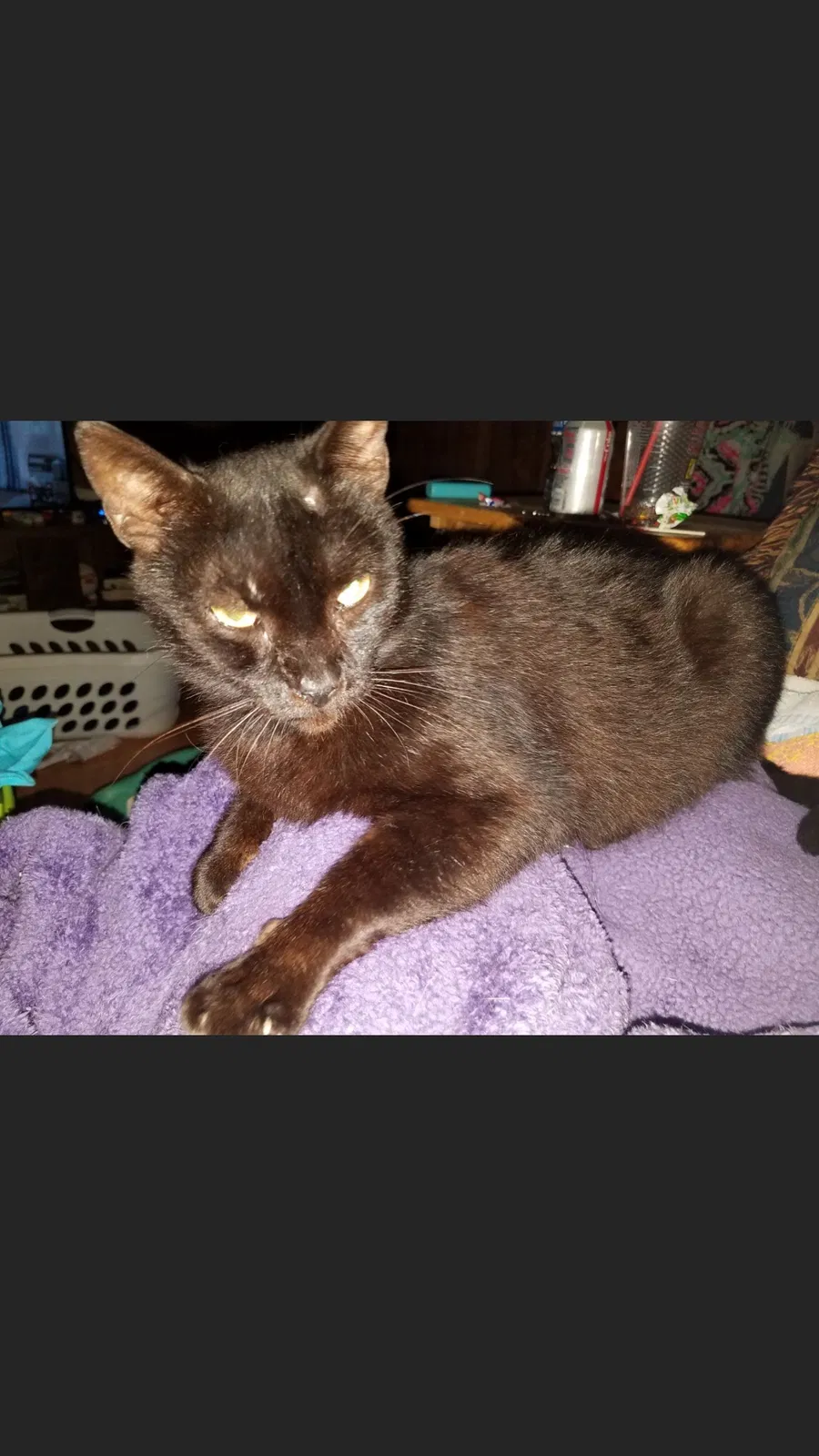 Lost cat in Armuchee, GA, 30105
