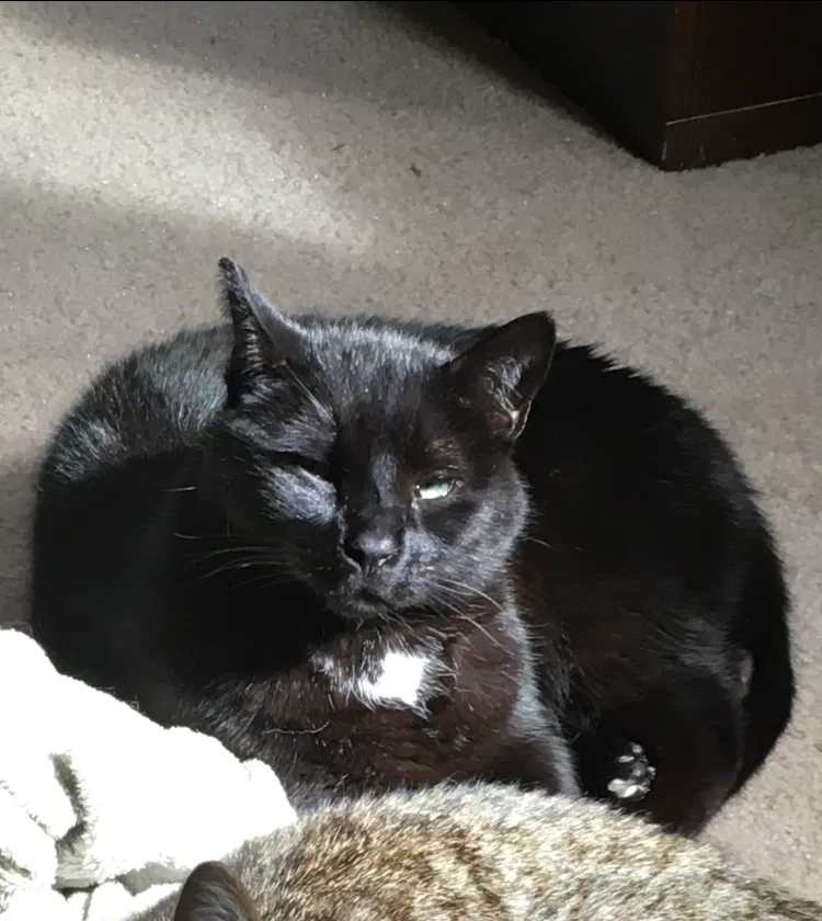 Lost cat in Roseville, CA, 95747