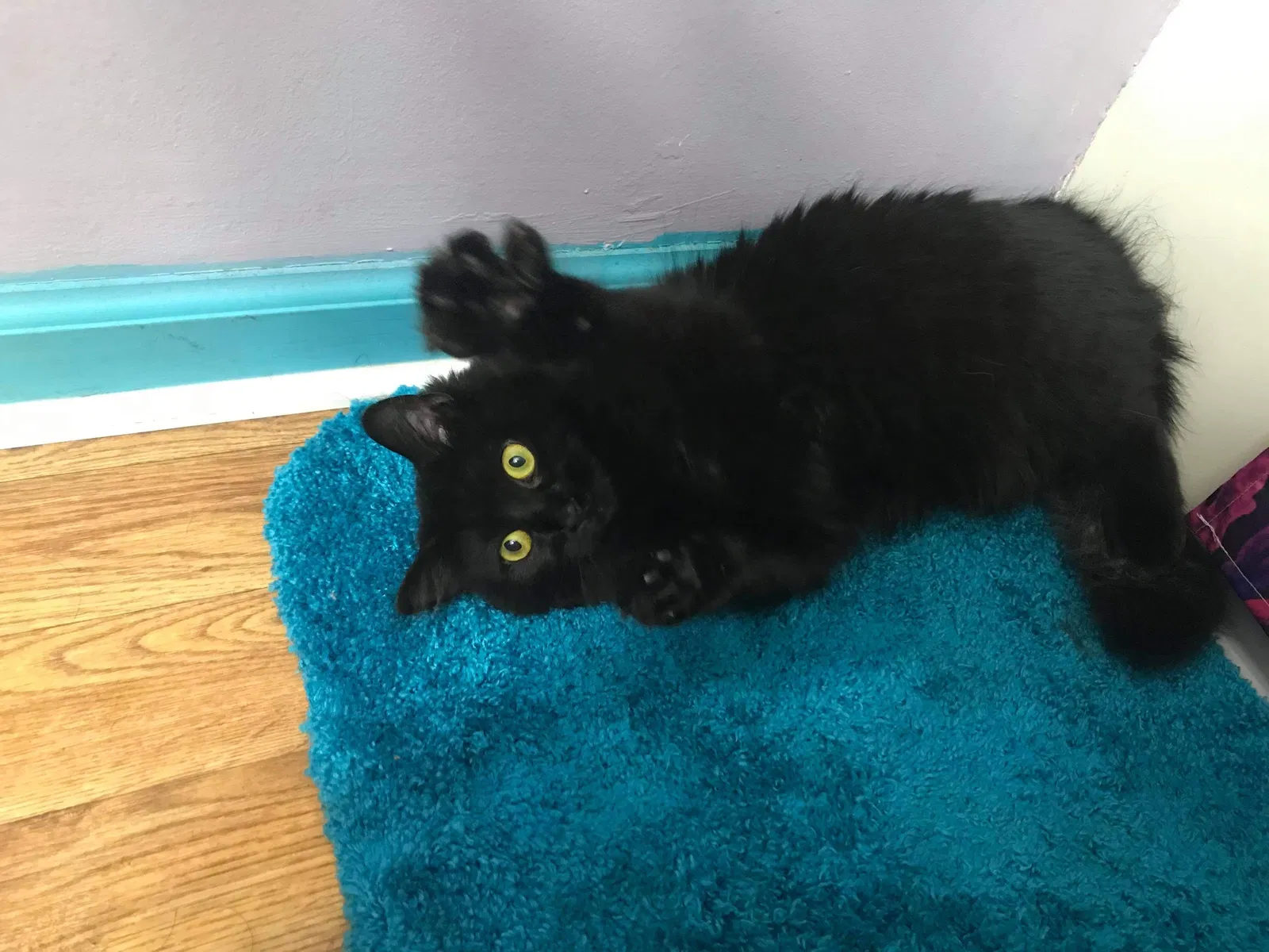 Lost cat in Four Oaks, NC, 27524