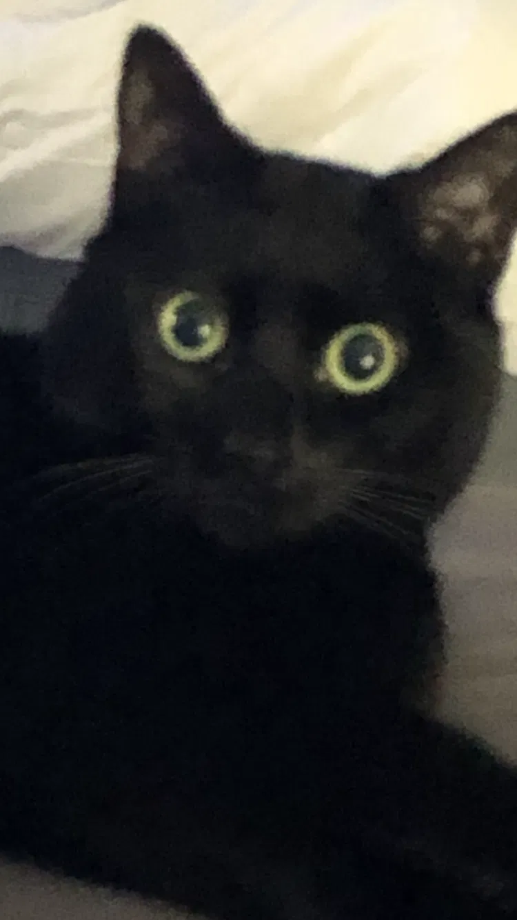 Lost cat in Lutherville Timonium, MD, 21093
