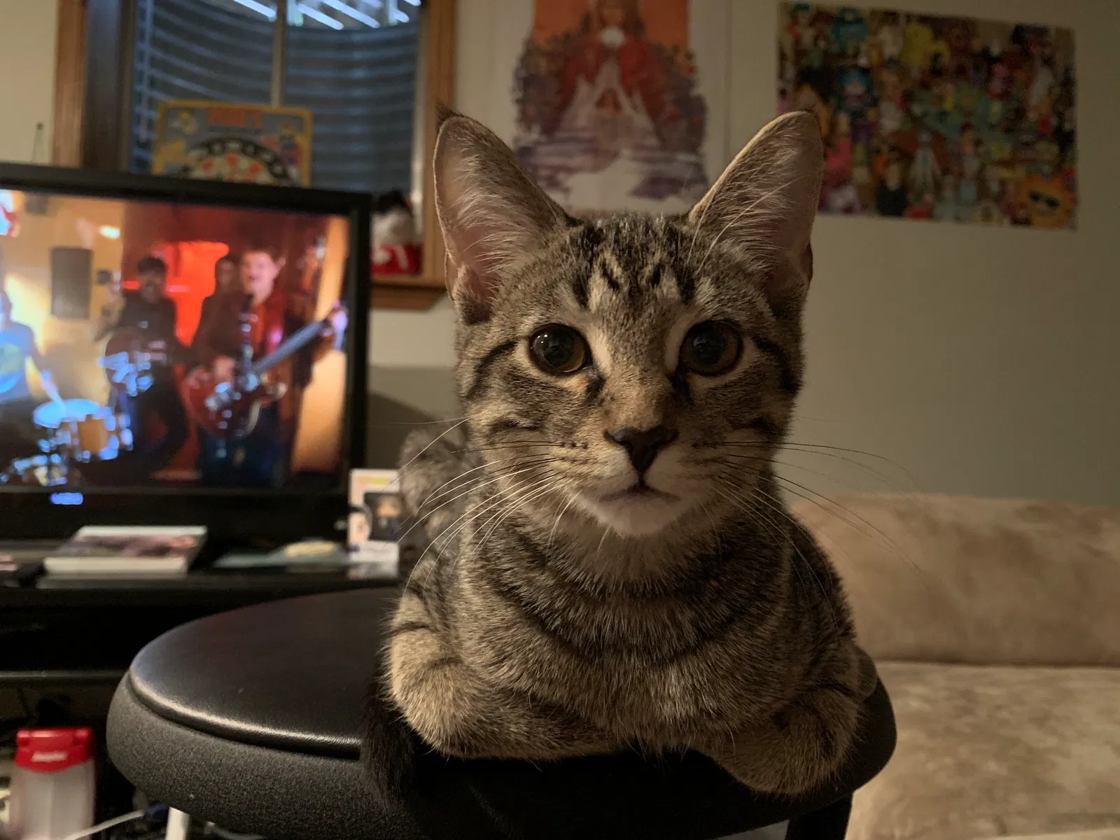 Lost cat in Tinley Park, IL, 60477