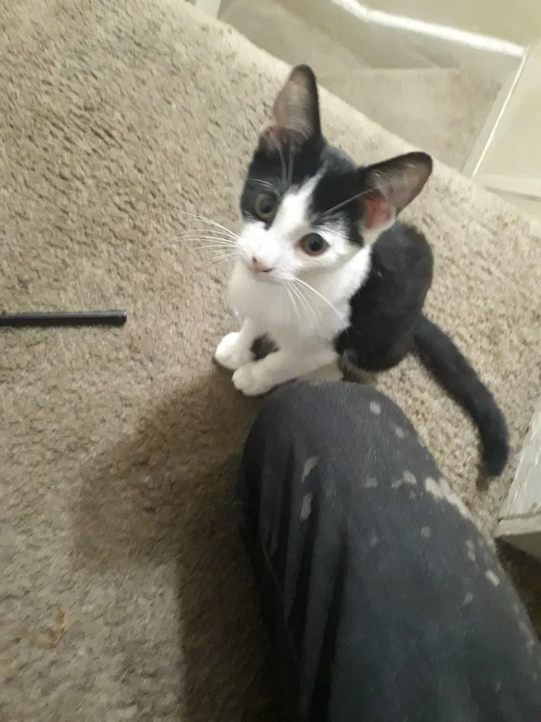 Lost cat in Brooklyn, MD, 21225