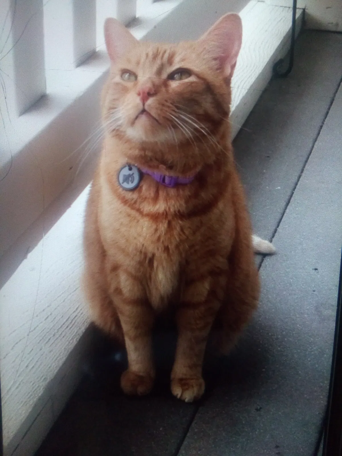Lost cat in Anchorage, AK, 99518