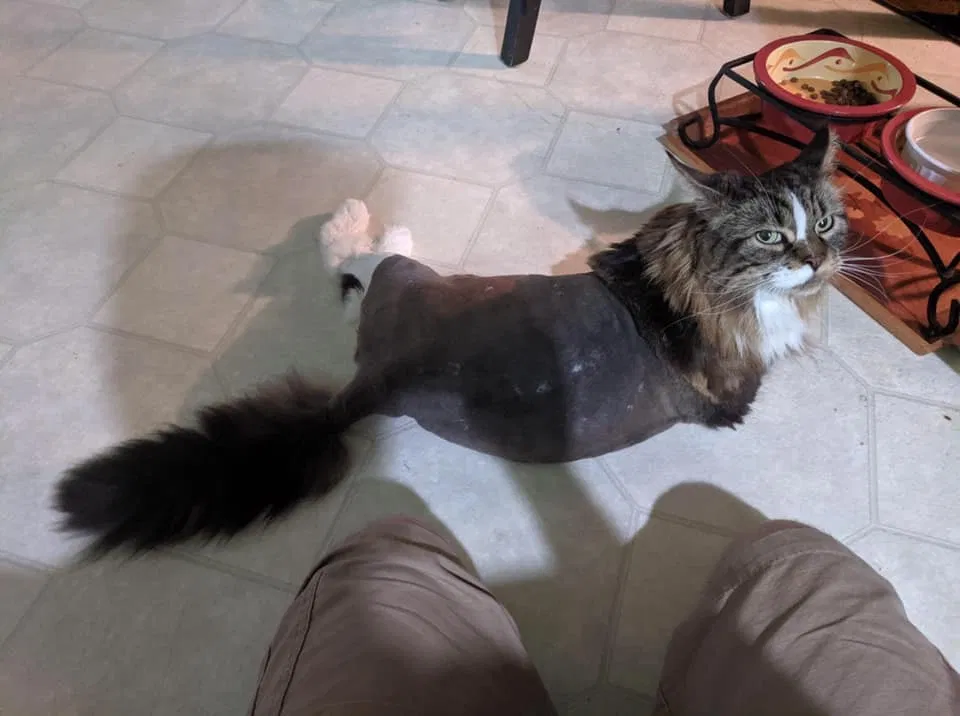 Lost cat in Doylestown, PA, 18901