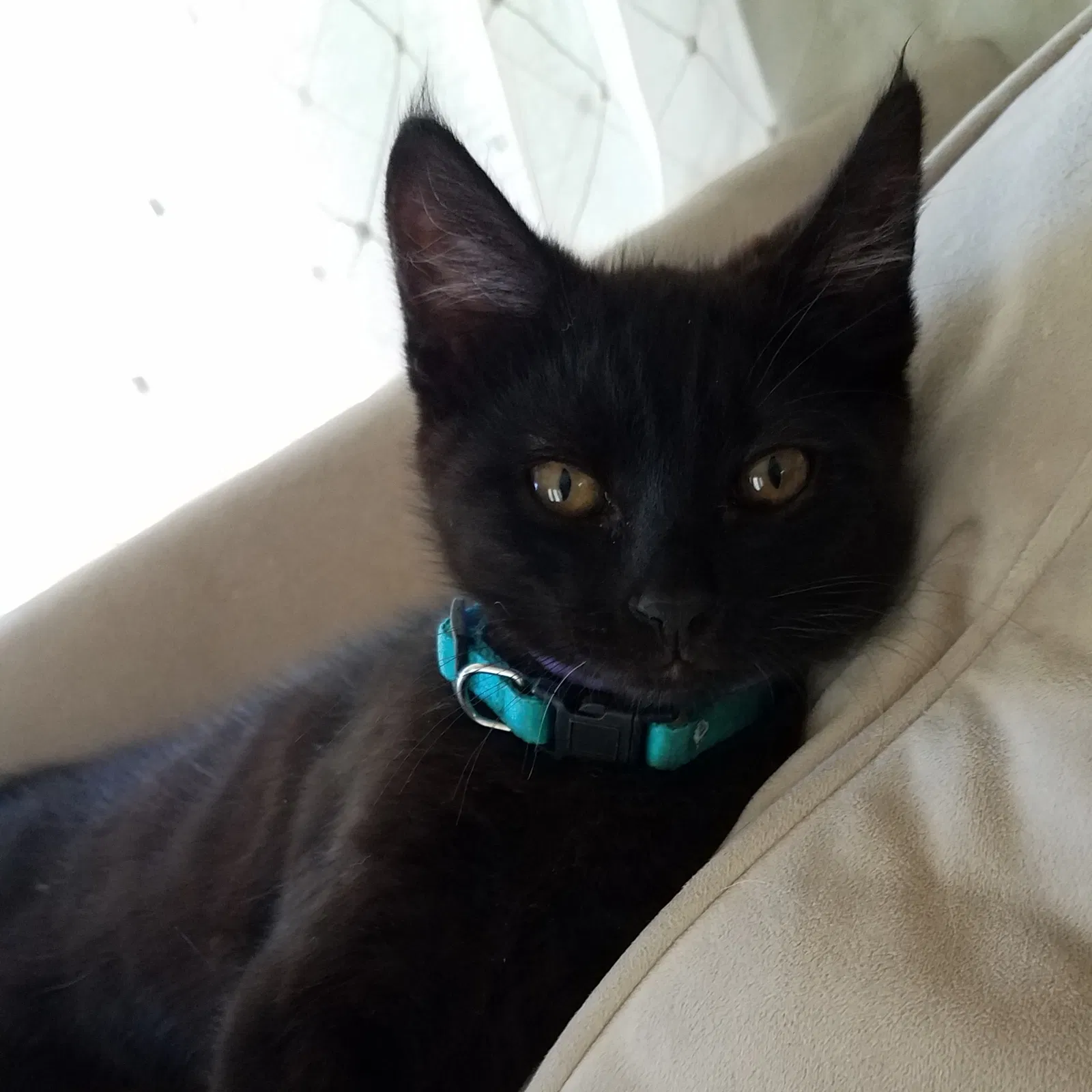 Lost cat in Modesto, CA, 95350