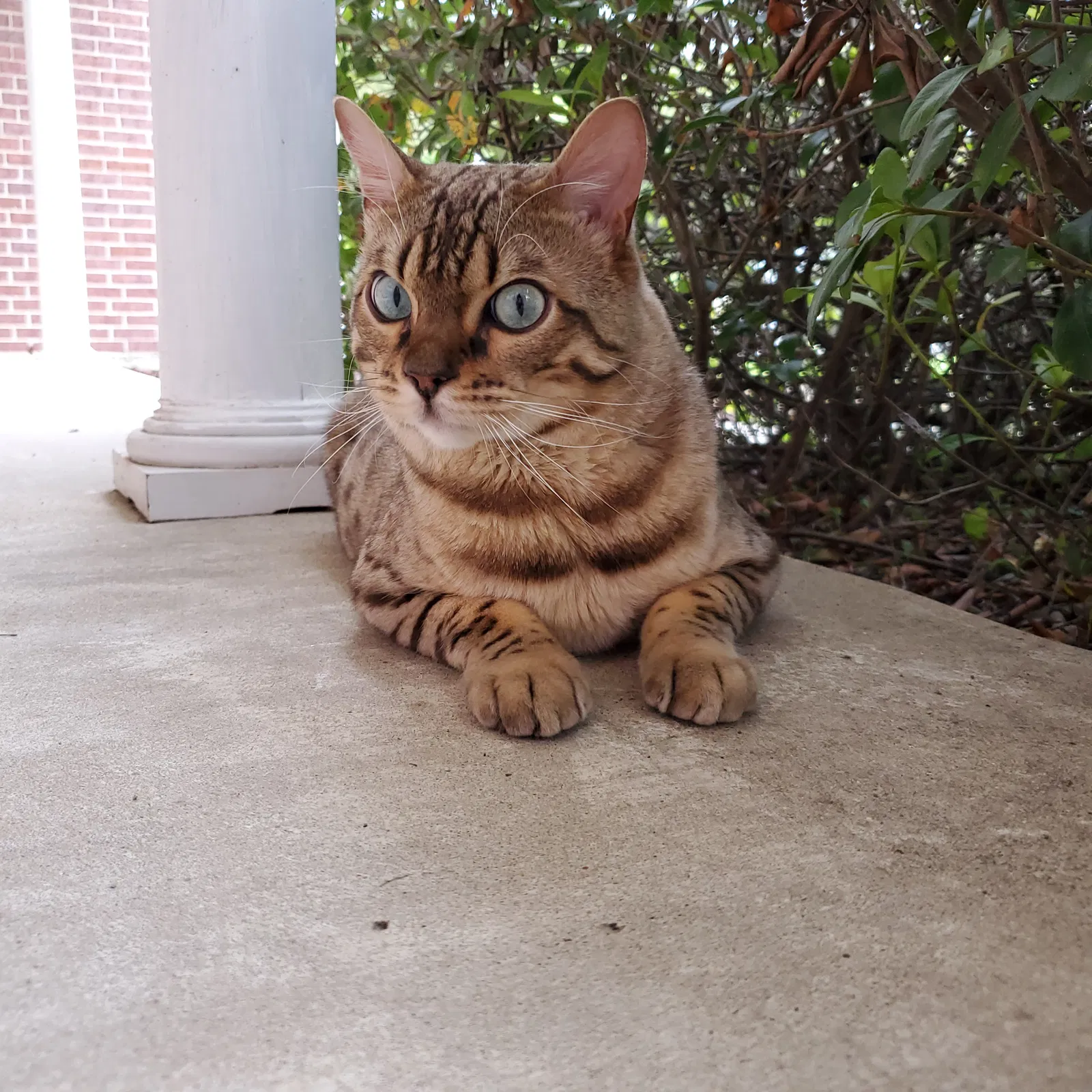 Lost cat in Sulphur, LA, 70663