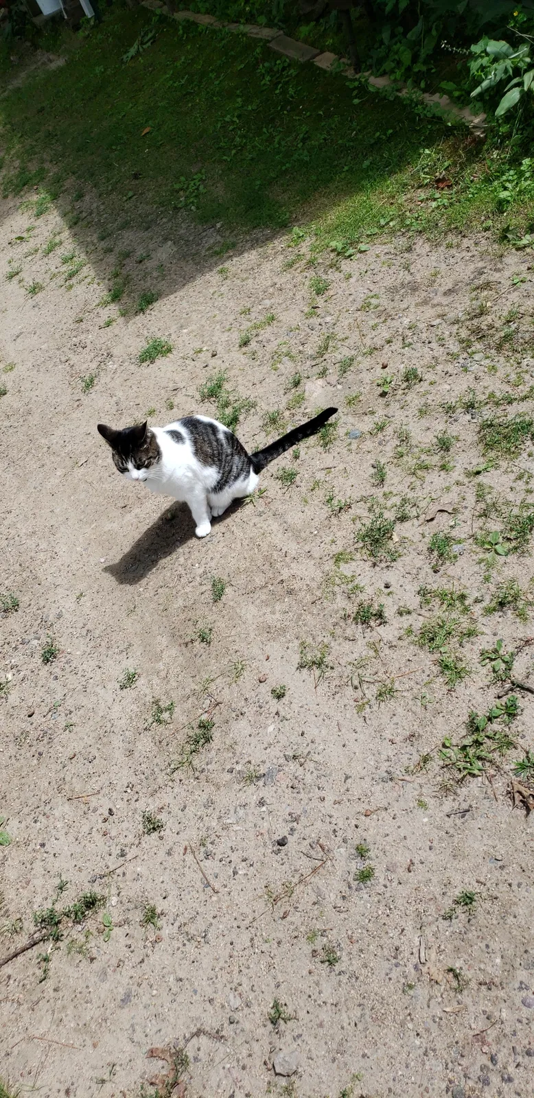 Lost cat in Rothschild, WI, 54474