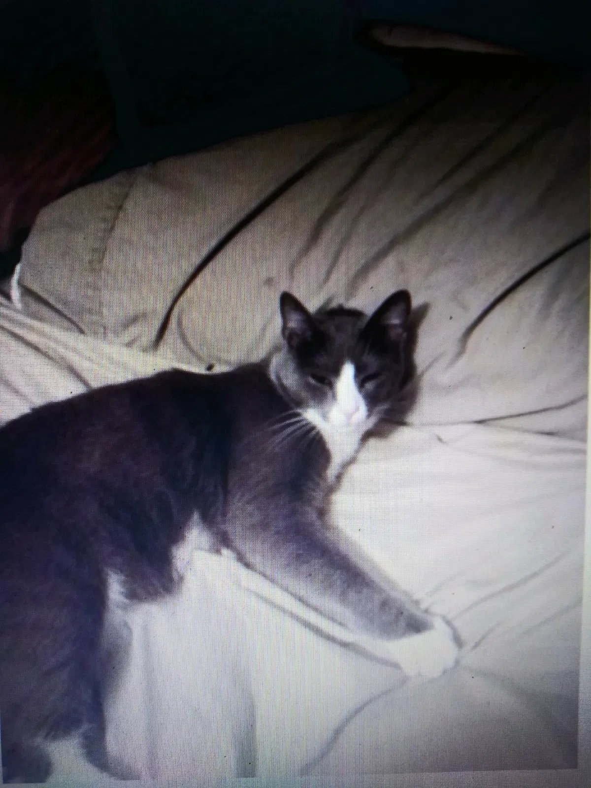 Lost cat in Red Lion, PA, 17356