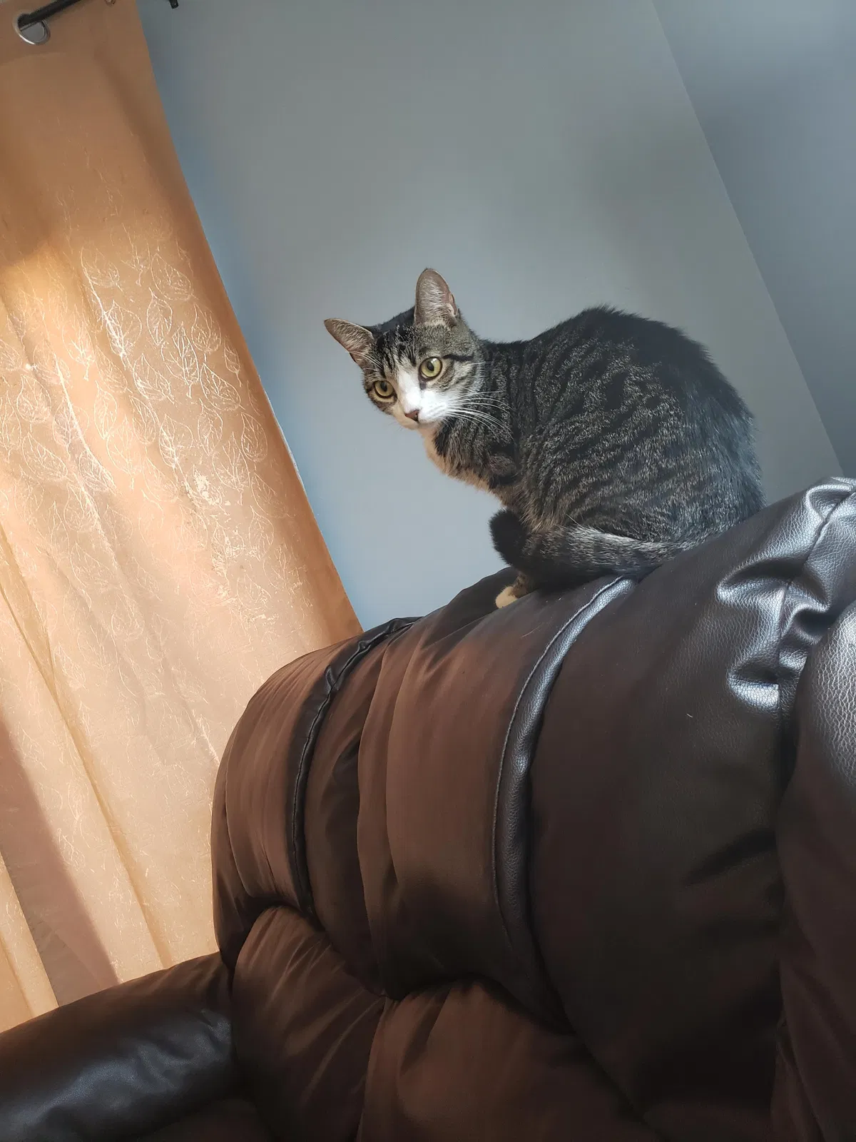 Lost cat in Homestead, FL, 33032