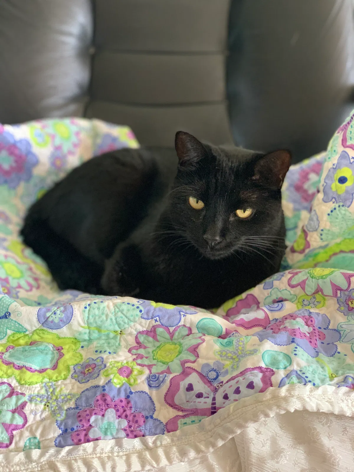 Lost cat in Charleston, SC, 29414