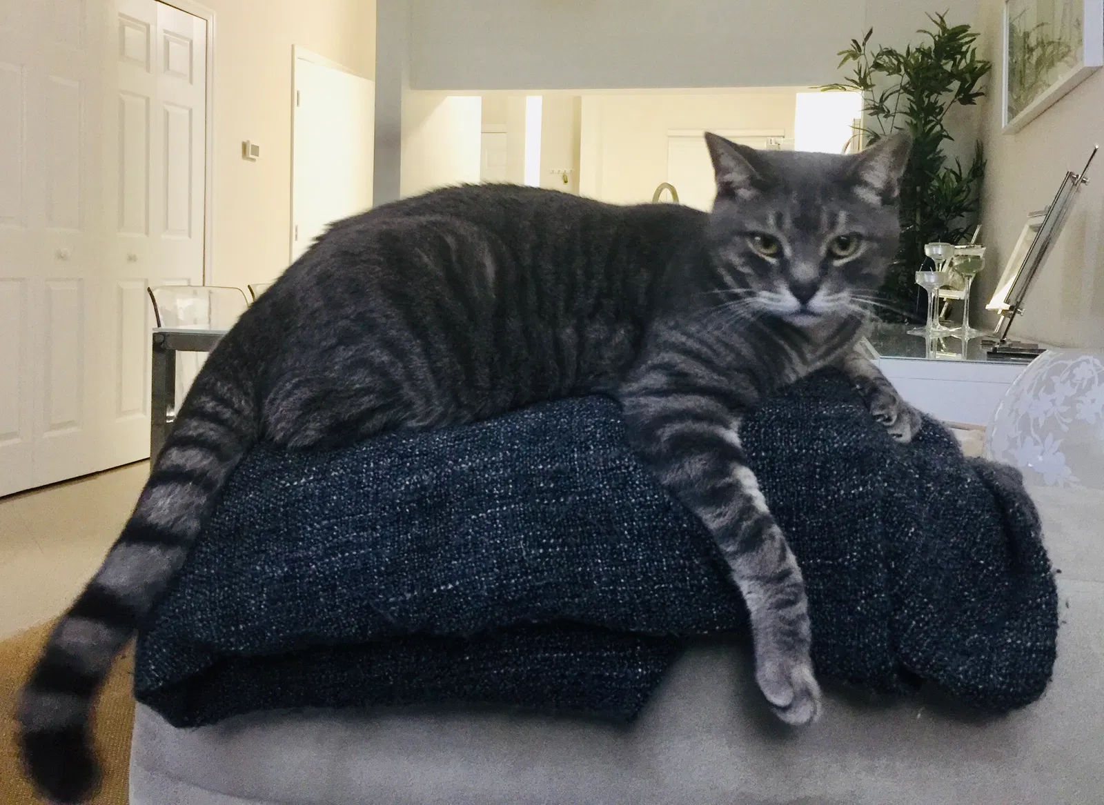 Lost cat in Tampa, FL, 33626