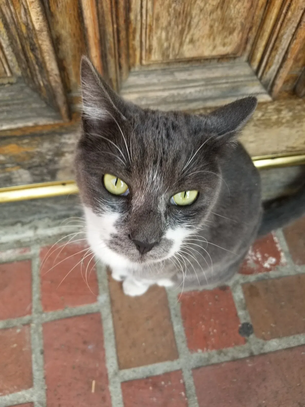 Lost cat in Covina, CA, 91722
