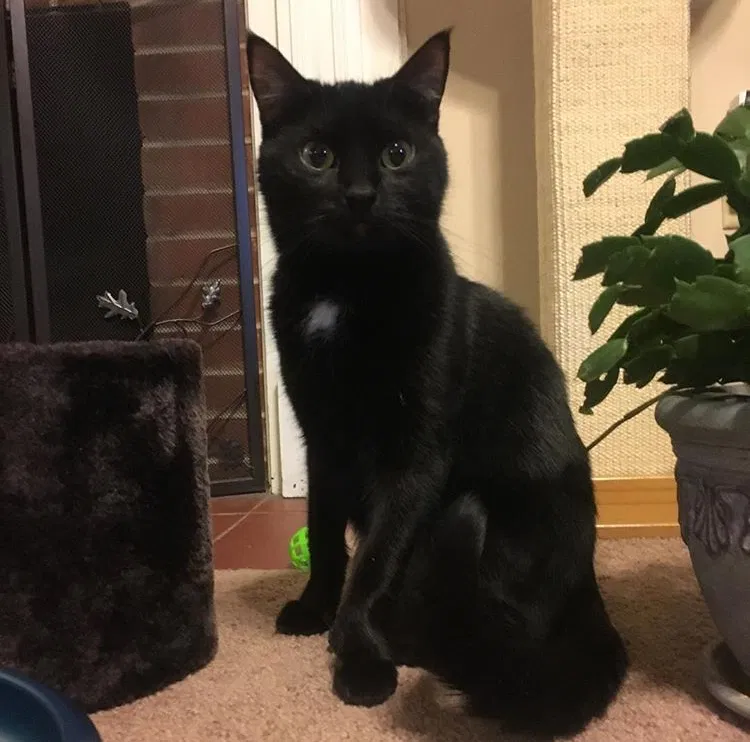 Lost cat in Harrisburg, PA, 17113
