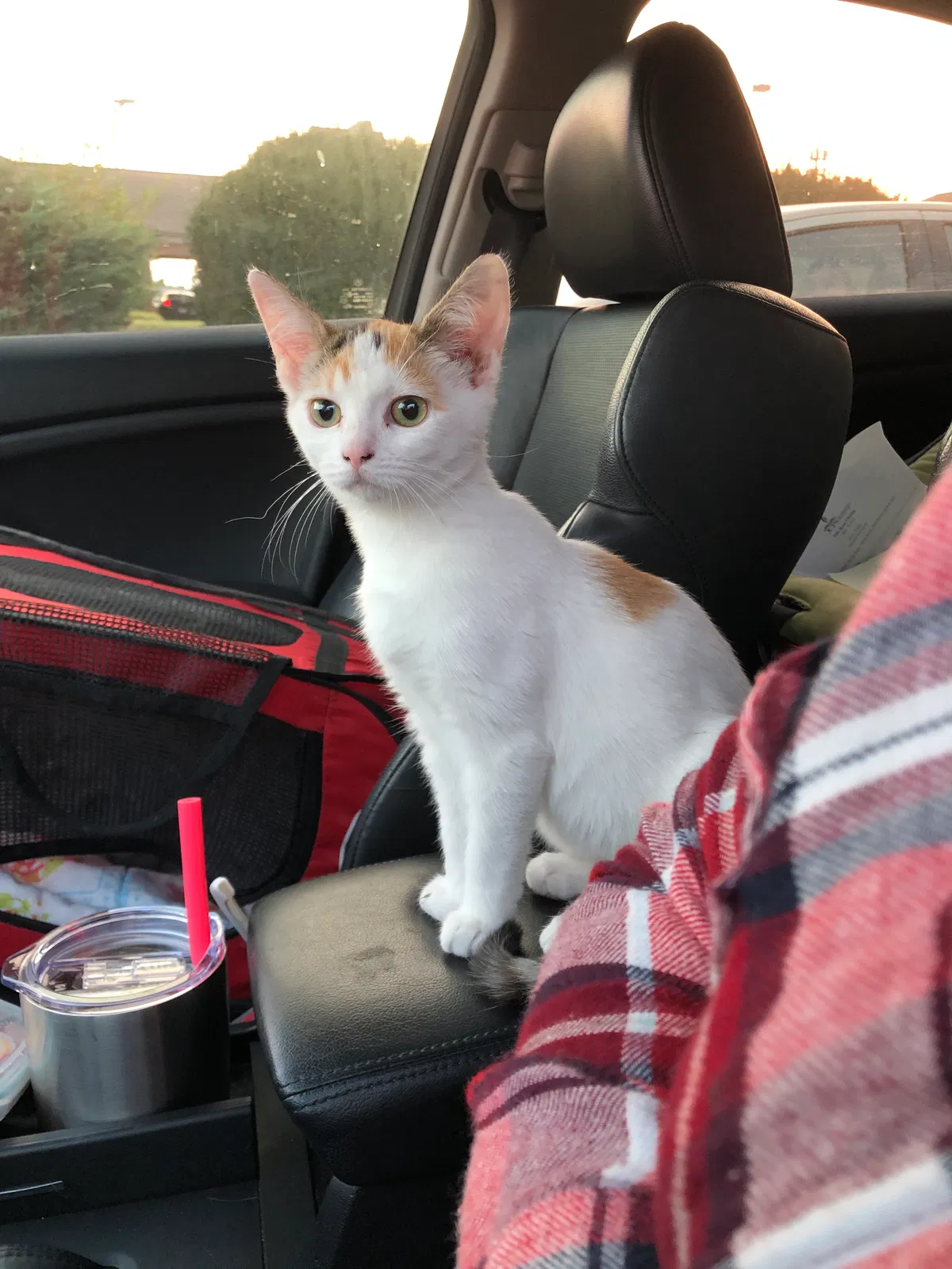 Lost cat in Louisville, KY, 40299