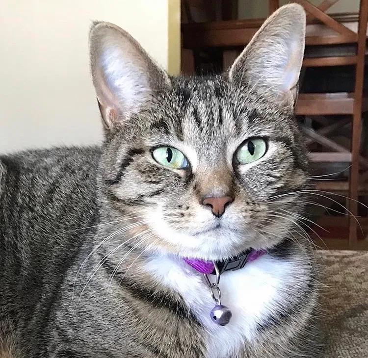 Lost cat in Cleveland, OH, 44144