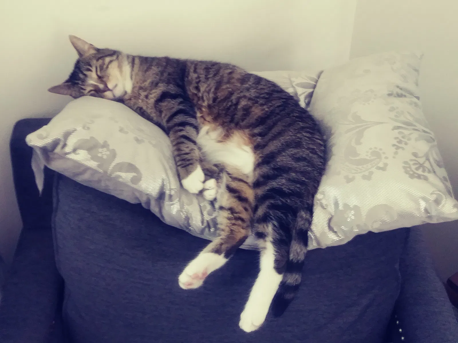 Lost cat in Appleton, WI, 54911
