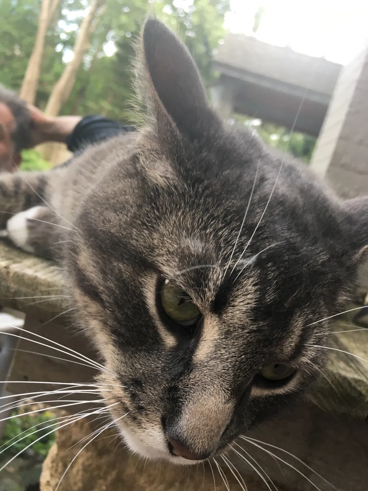 Lost cat in Saint Paul, MN, 55122