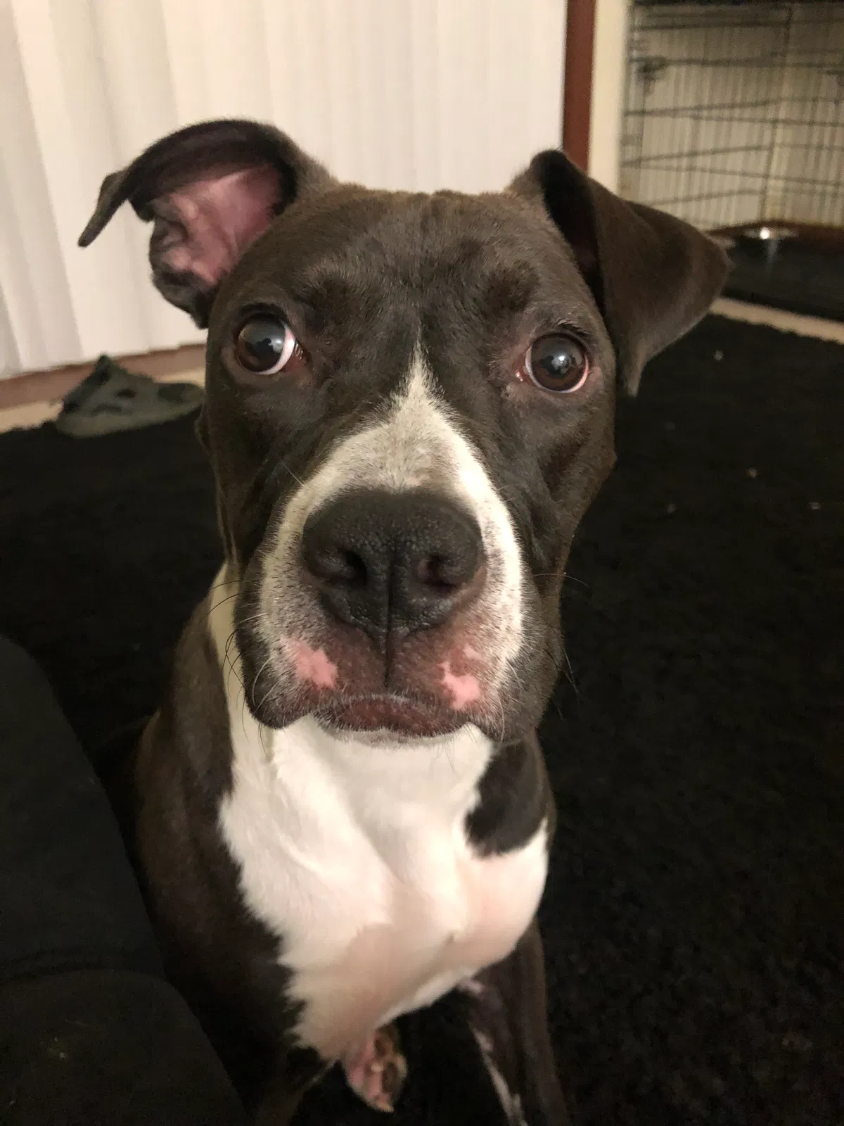 Lost dog in Tallahassee, FL, 32304