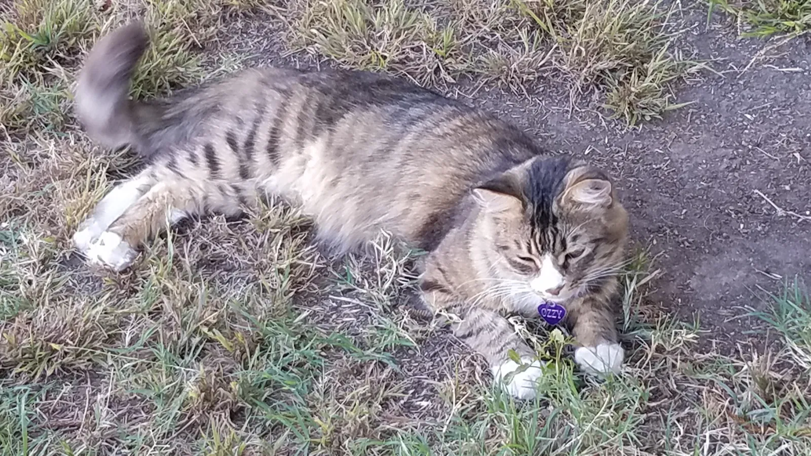 Lost cat in Torrance, CA, 90504