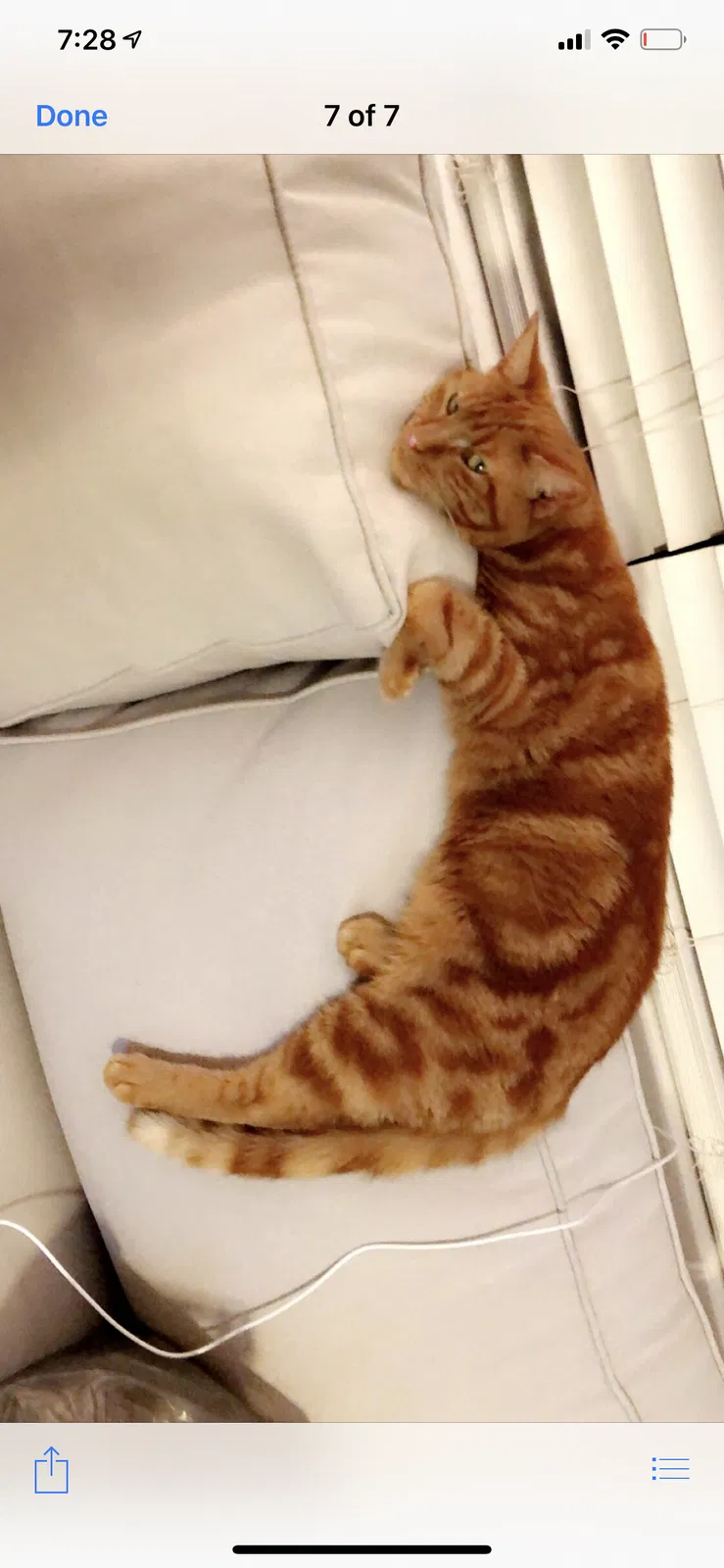 Lost cat in Belmar, NJ, 7719