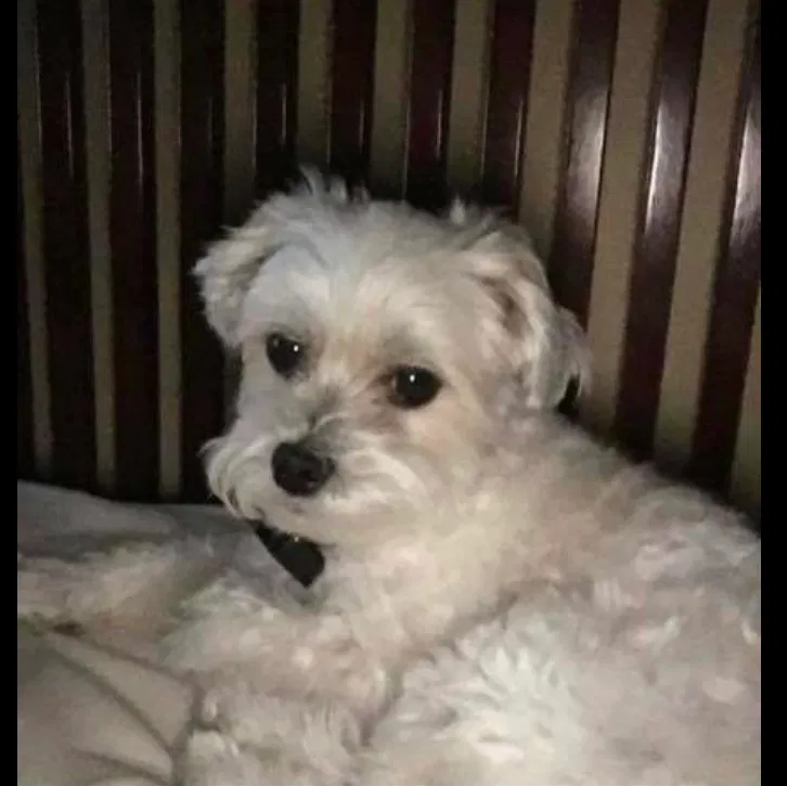 Lost dog in North Bend, OH, 45052