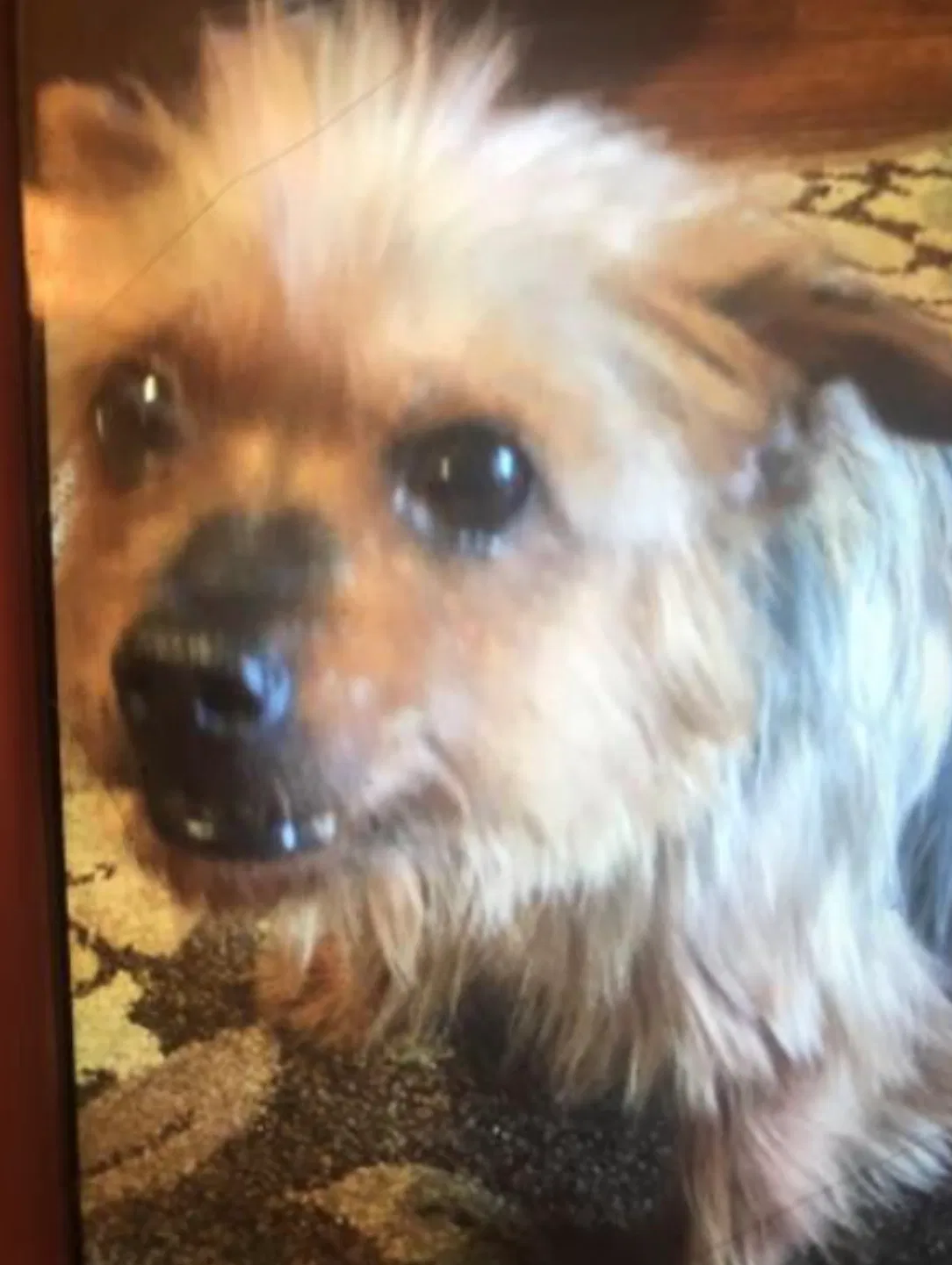 Lost dog in Tampa, FL, 33617