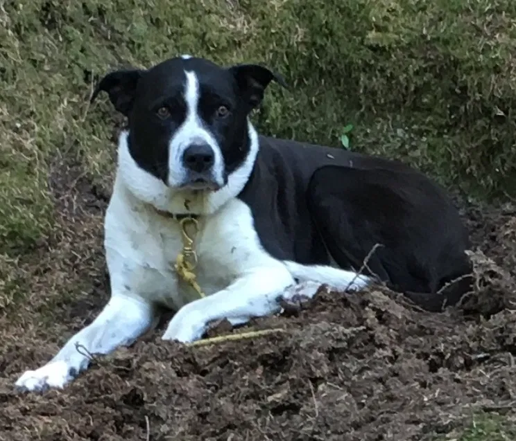 Lost dog in Sutherlin, OR, 97479