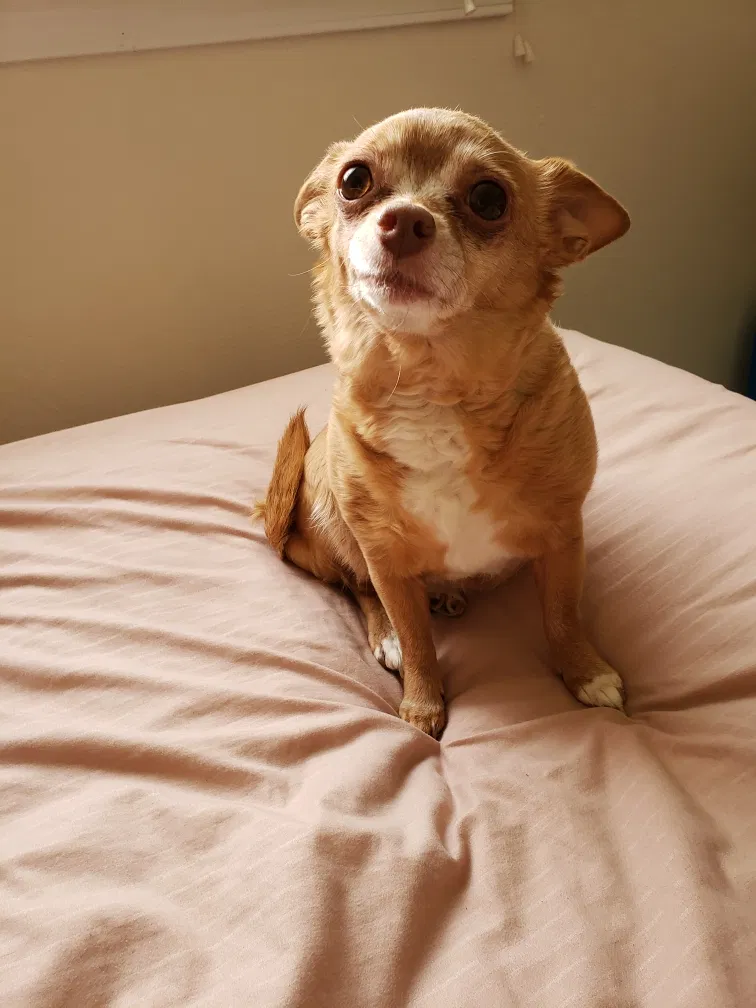 Lost dog in Terrebonne, OR, 97760