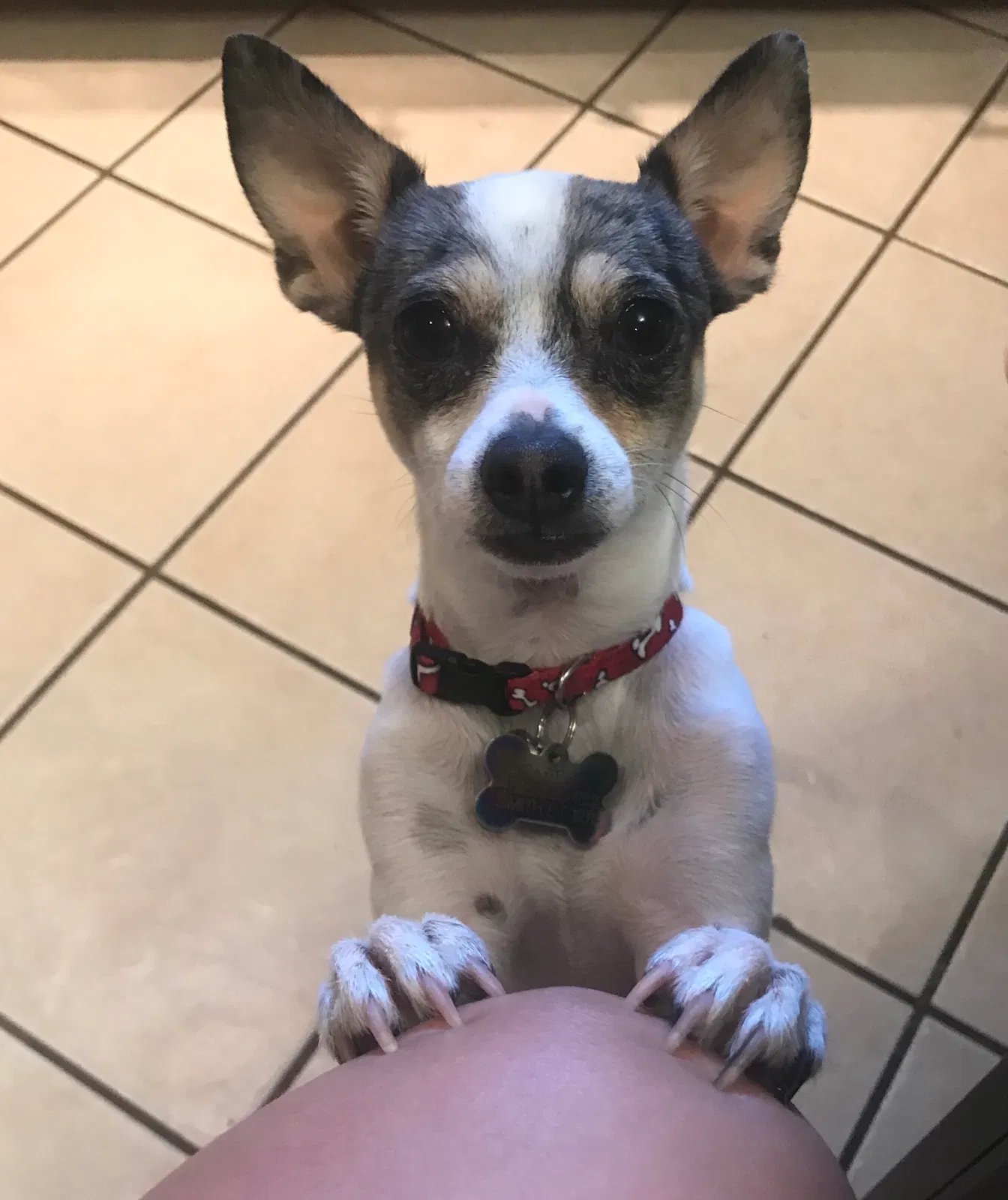Lost dog in Odessa, TX, 79763