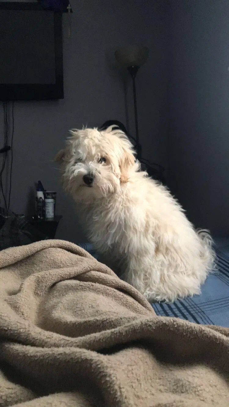Lost dog in Blue Island, IL, 60406