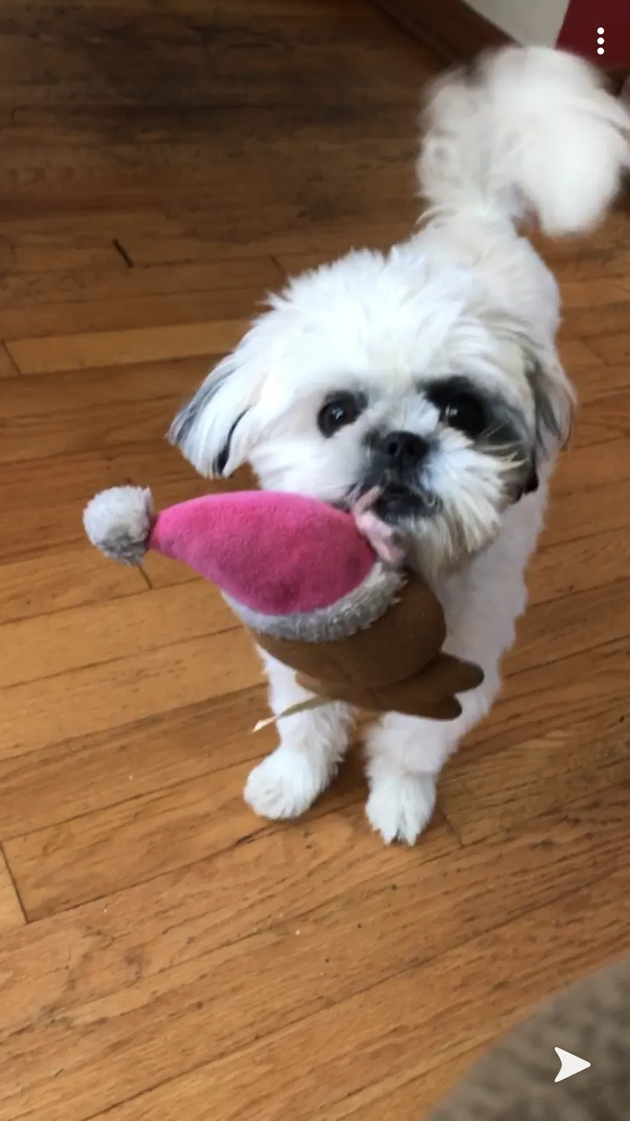 Lost dog in Cicero, IL, 60804