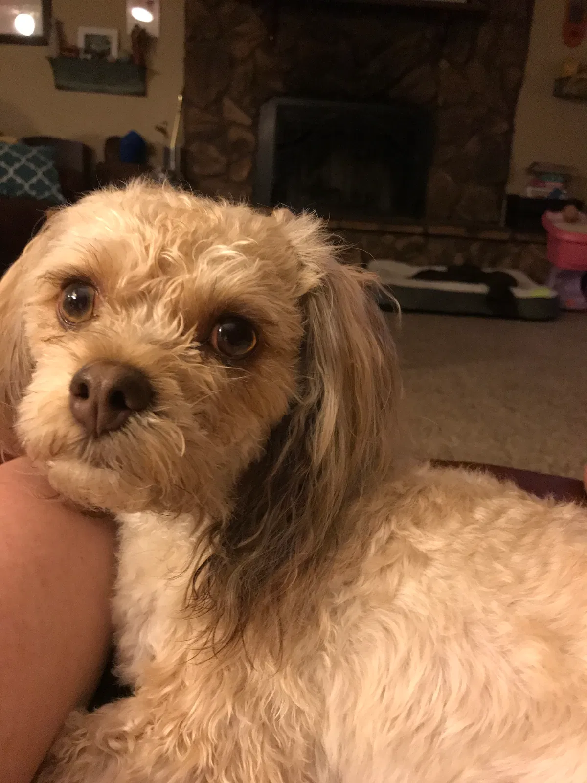 Lost dog in Lubbock, TX, 79423