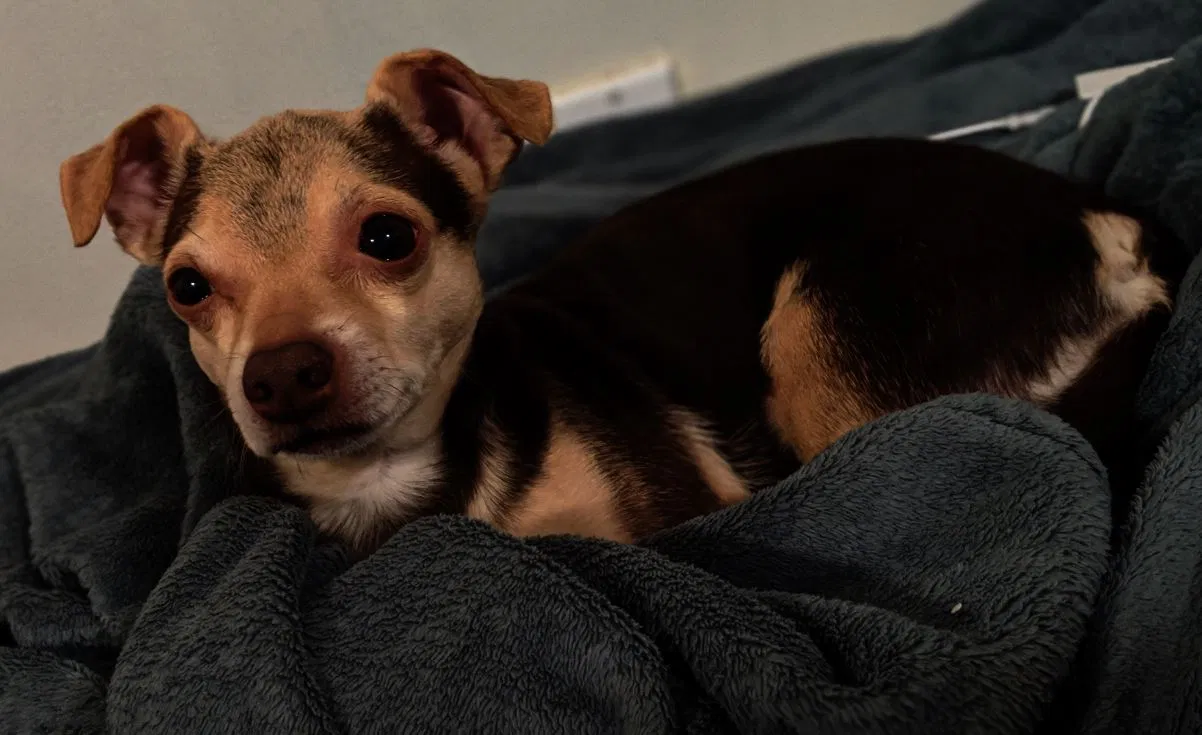 Lost dog in Brooklyn, NY, 11229
