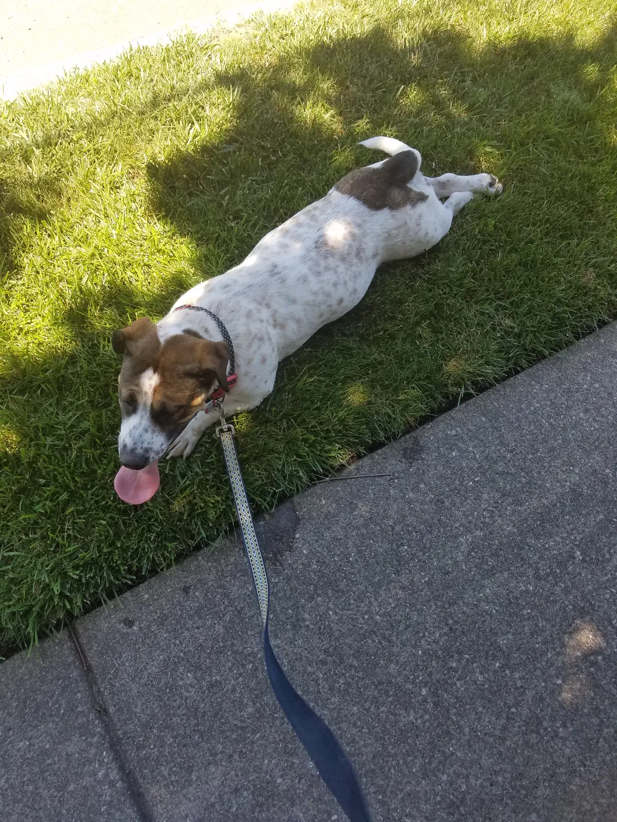 Lost dog in Hutto, TX, 78634