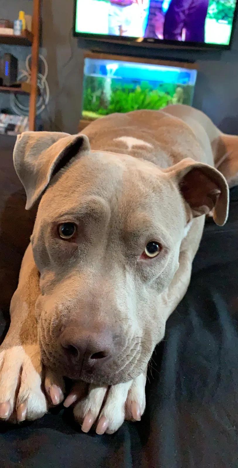 Lost dog in Beaumont, TX, 77701