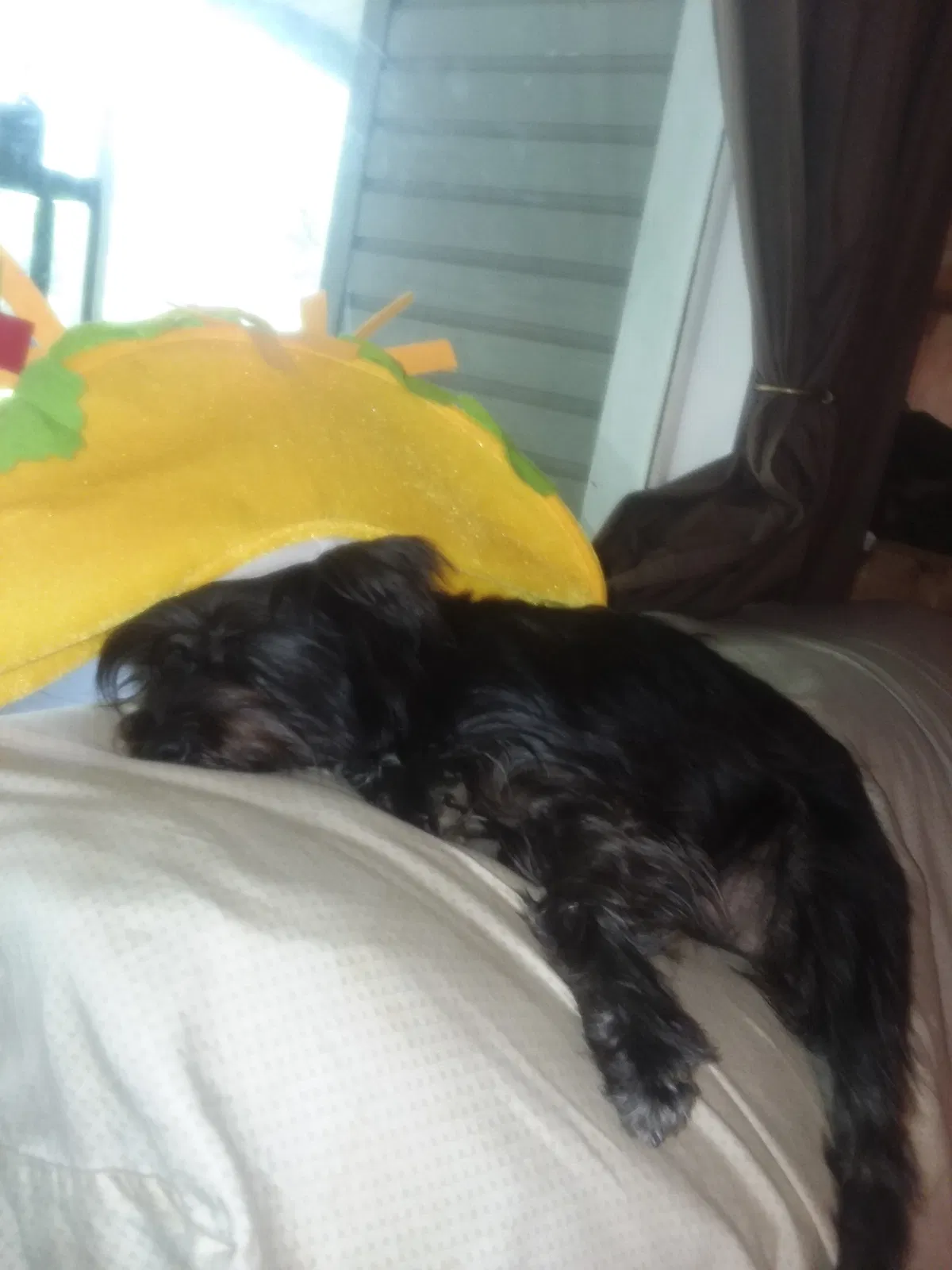 Lost dog in Wetumpka, AL, 36092