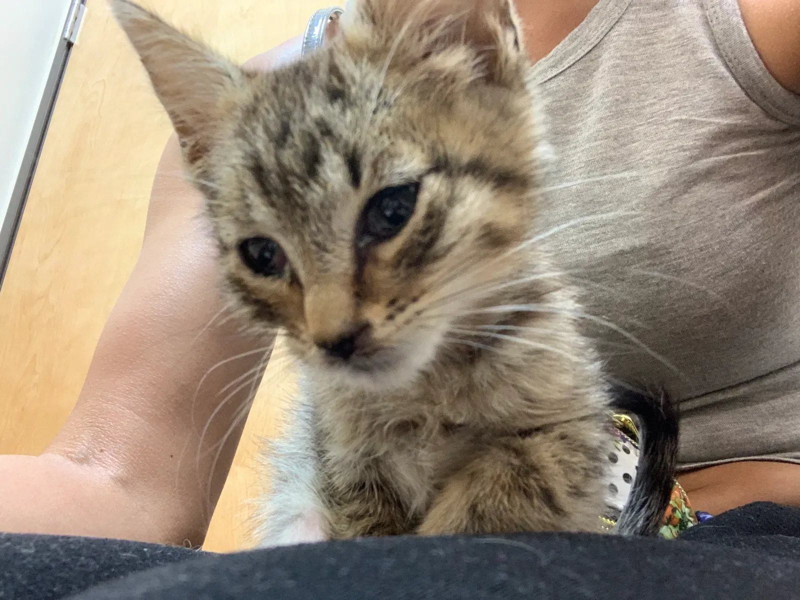 Lost cat in Gresham, OR, 97030