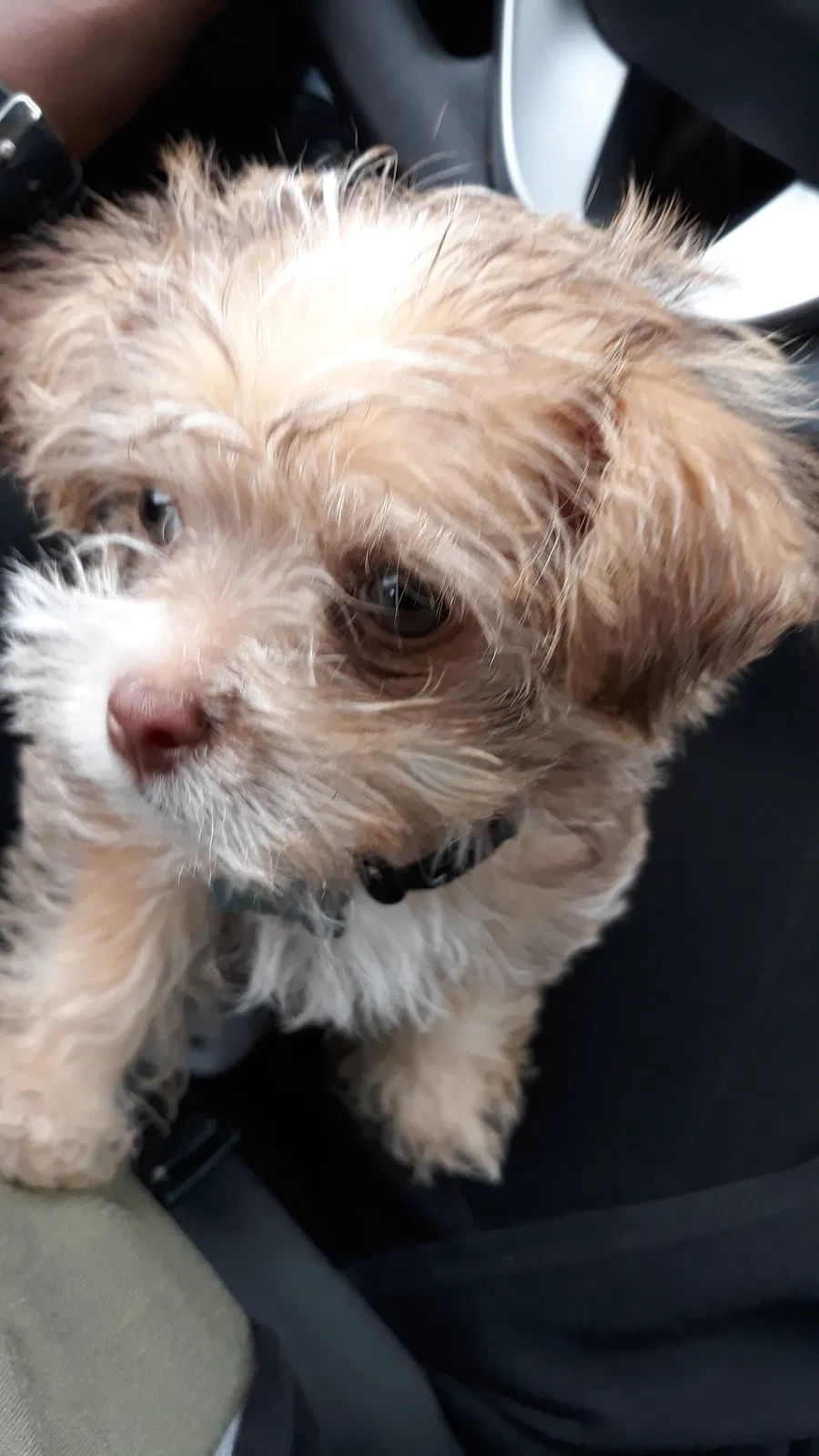 Lost dog in Cedar Hill, TX, 75104