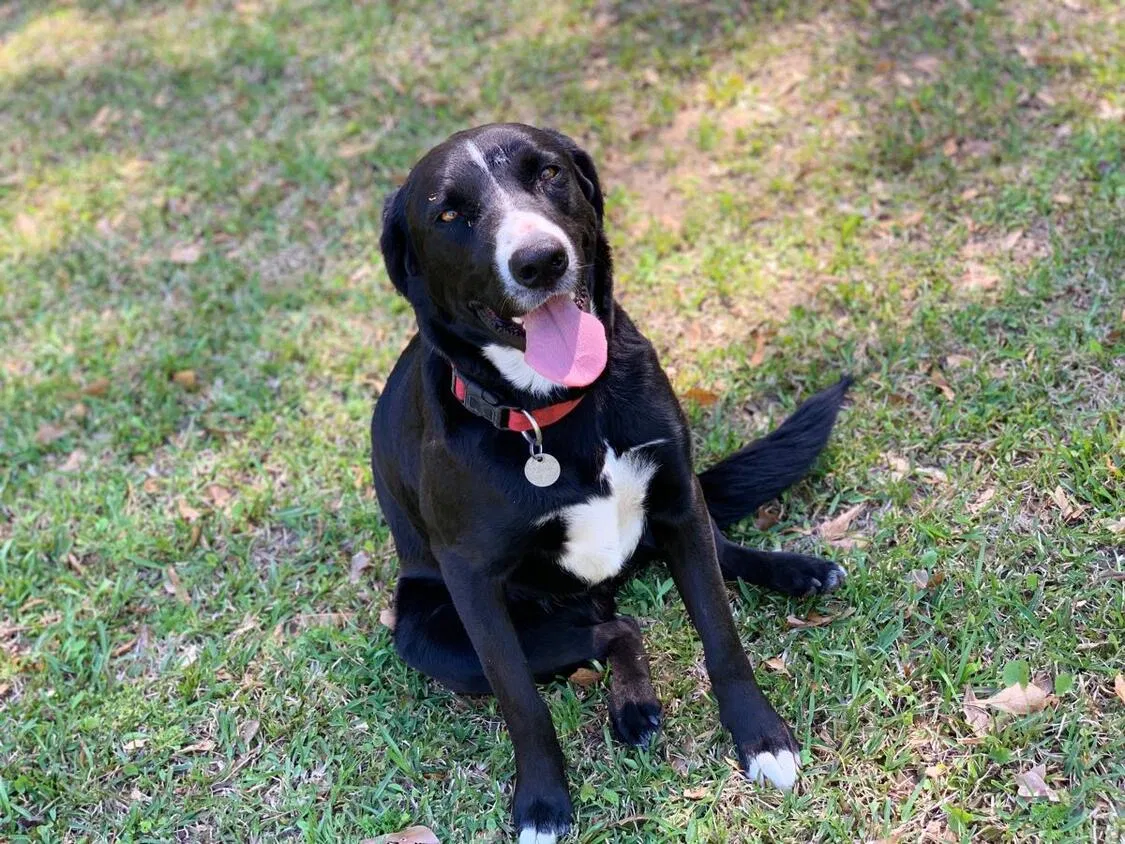 Lost dog in Beaumont, TX, 77701