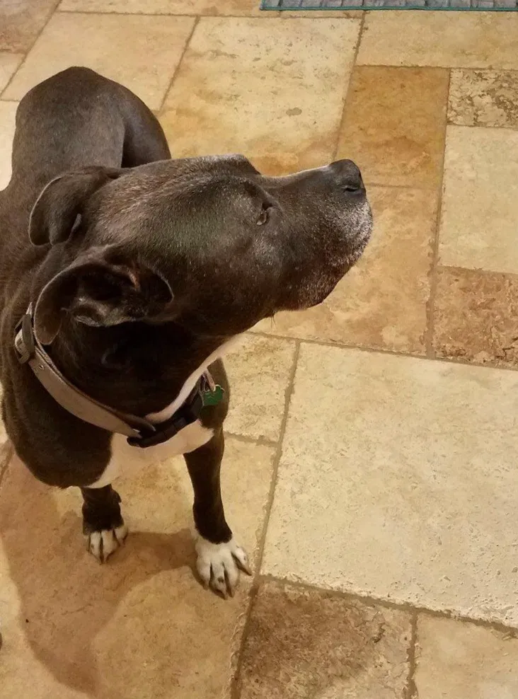 Lost dog in Peoria, IL, 61614