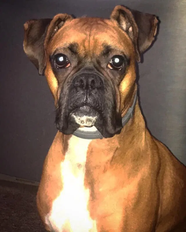 Lost dog in Johnstown, PA, 15902