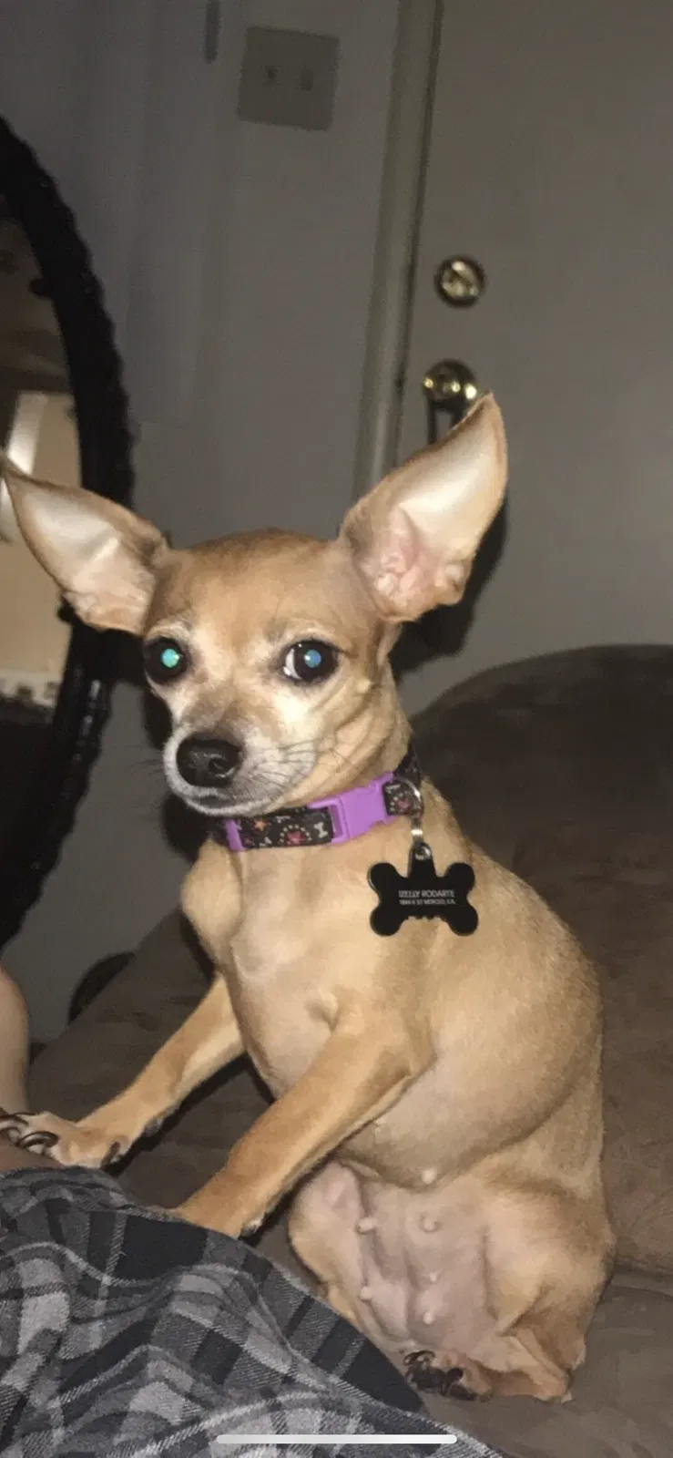 Lost dog in Stockton, CA, 95205