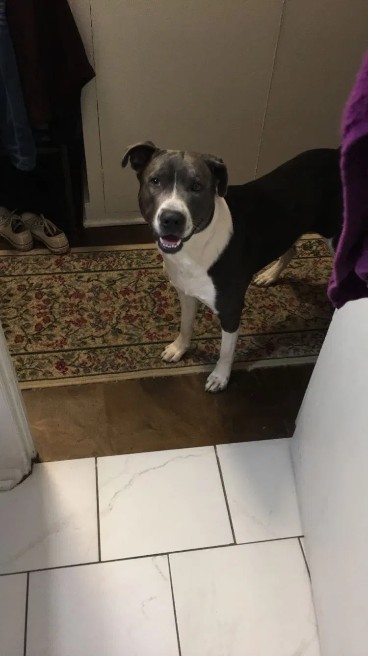 Lost dog in Tulsa, OK, 74112