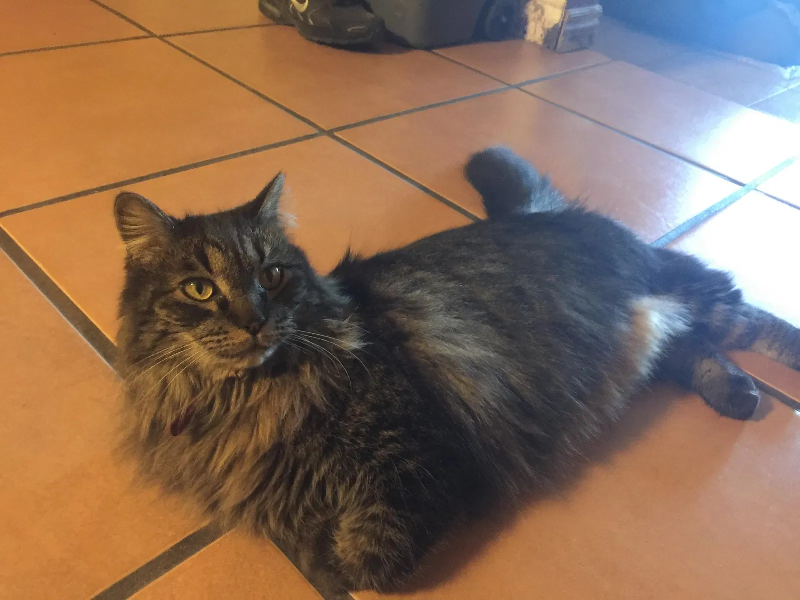 Lost cat in Phoenix, AZ, 85021