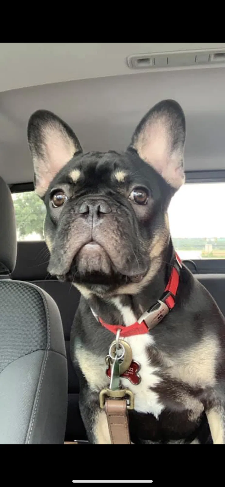 Lost dog in Aledo, TX, 76008