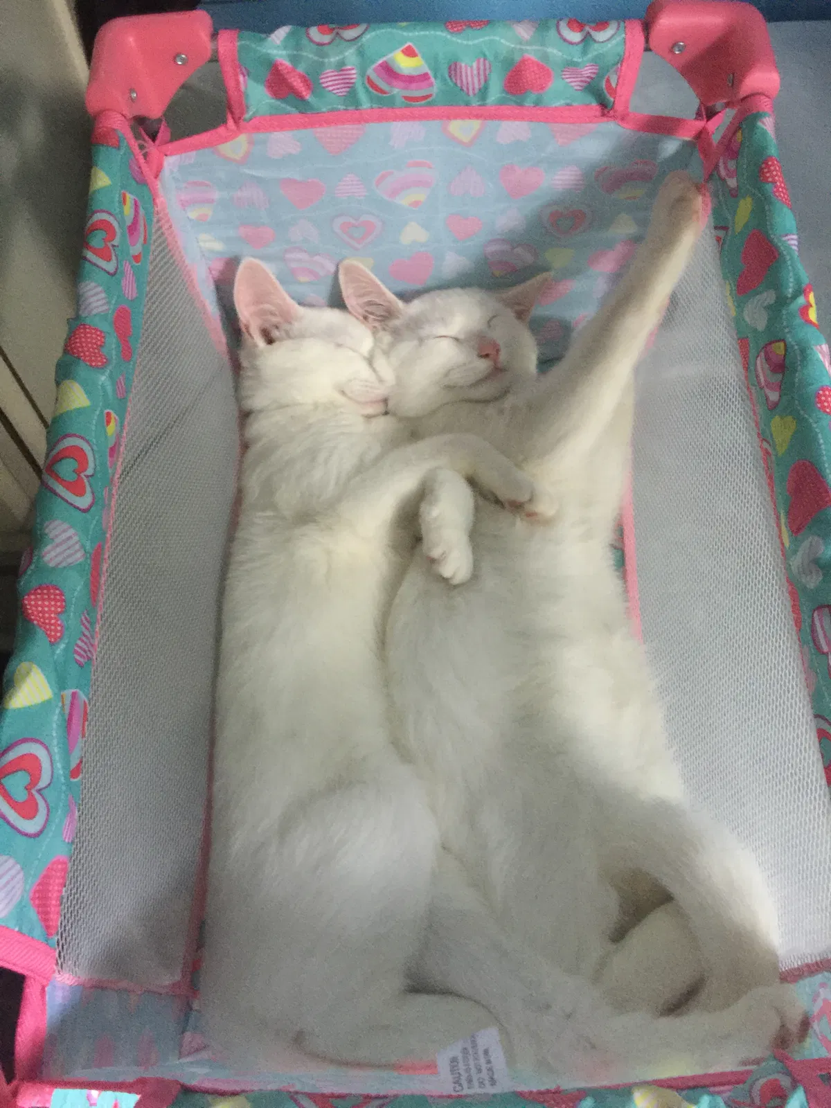 Lost cat in Battle Creek, MI, 49015