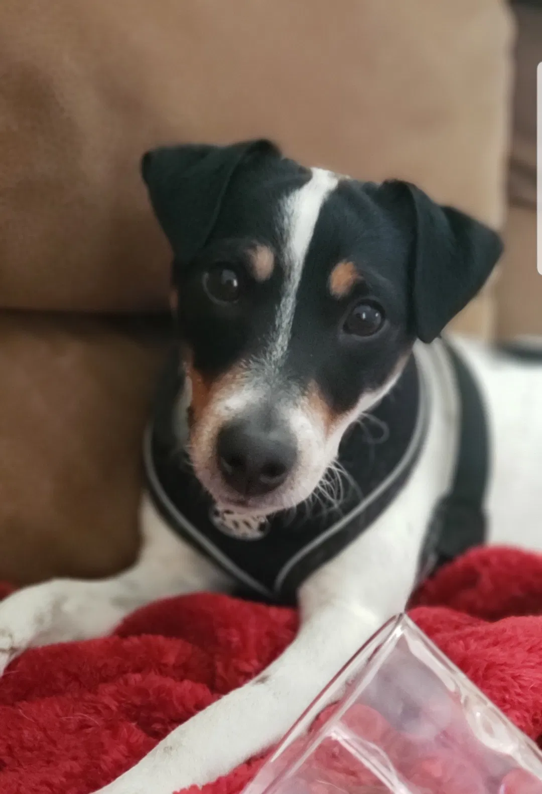 Lost dog in Phoenix, AZ, 85022